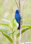 Indigo Bunting 4683